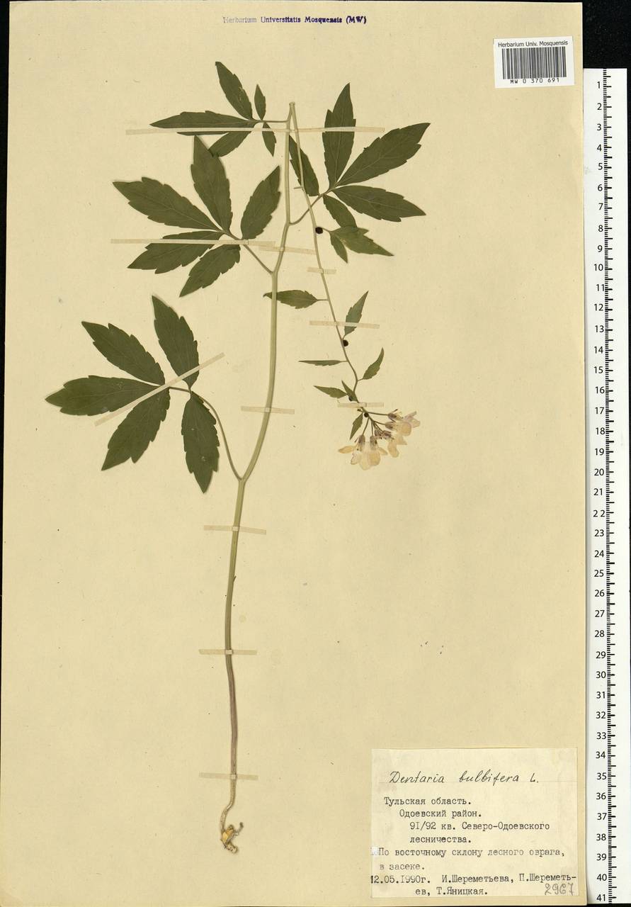 Cardamine bulbifera (L.) Crantz, Eastern Europe, Central region (E4) (Russia)