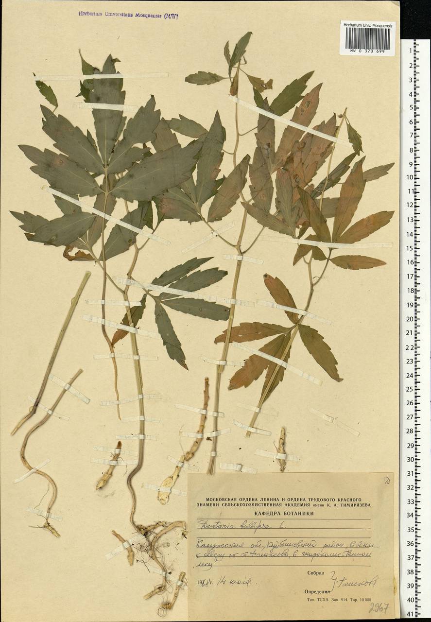 Cardamine bulbifera (L.) Crantz, Eastern Europe, Central region (E4) (Russia)