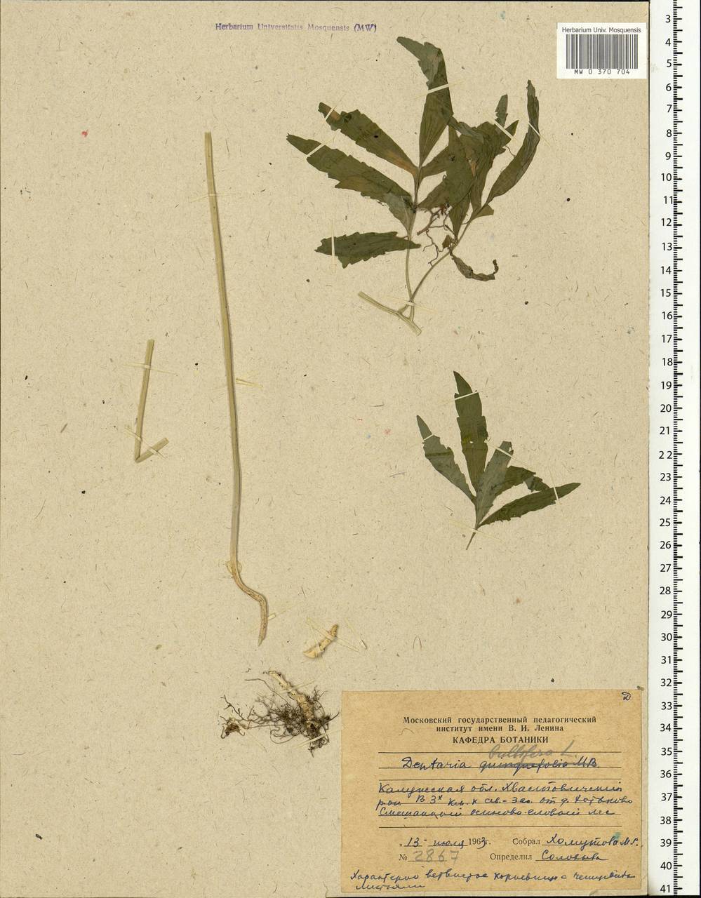 Cardamine bulbifera (L.) Crantz, Eastern Europe, Central region (E4) (Russia)