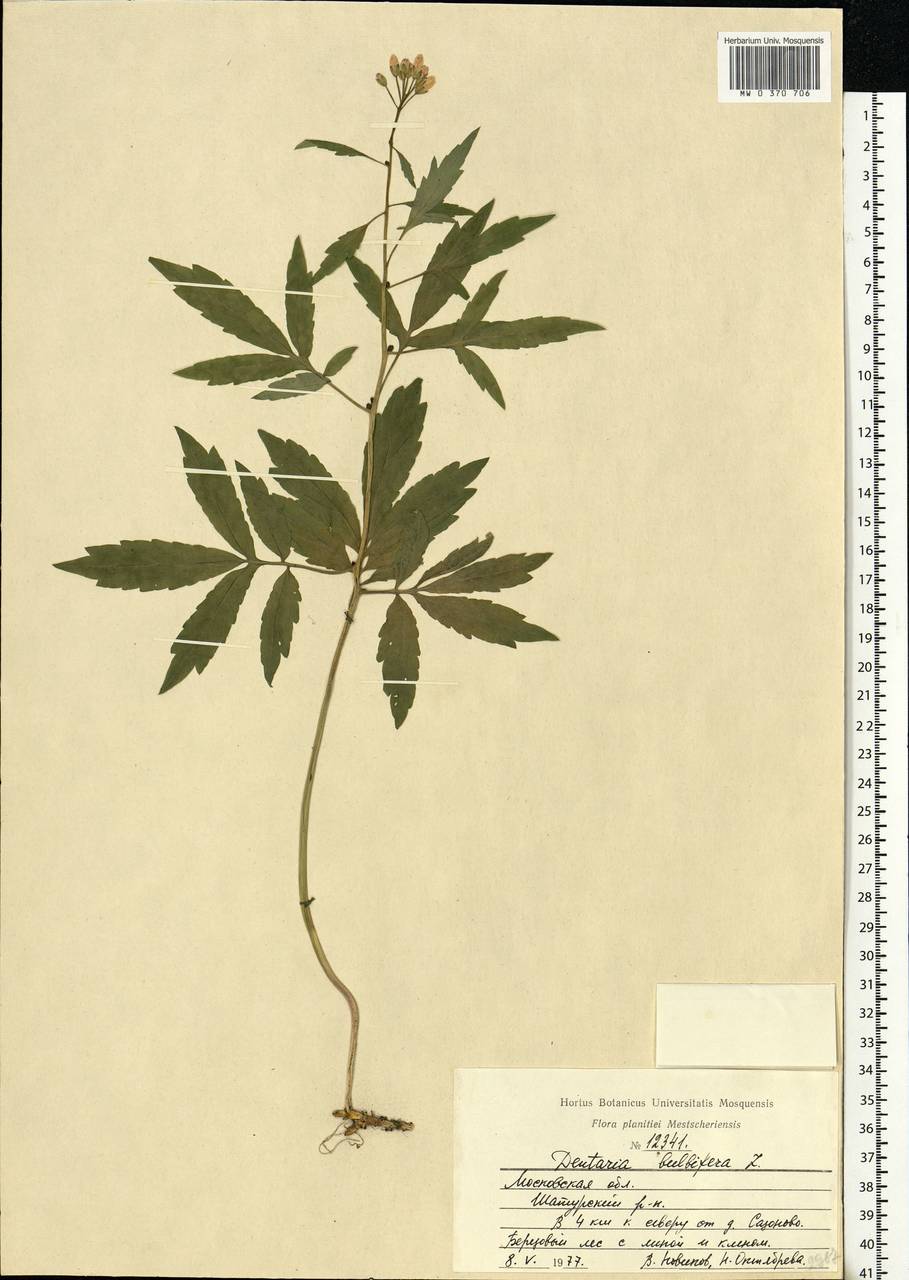Cardamine bulbifera (L.) Crantz, Eastern Europe, Moscow region (E4a) (Russia)