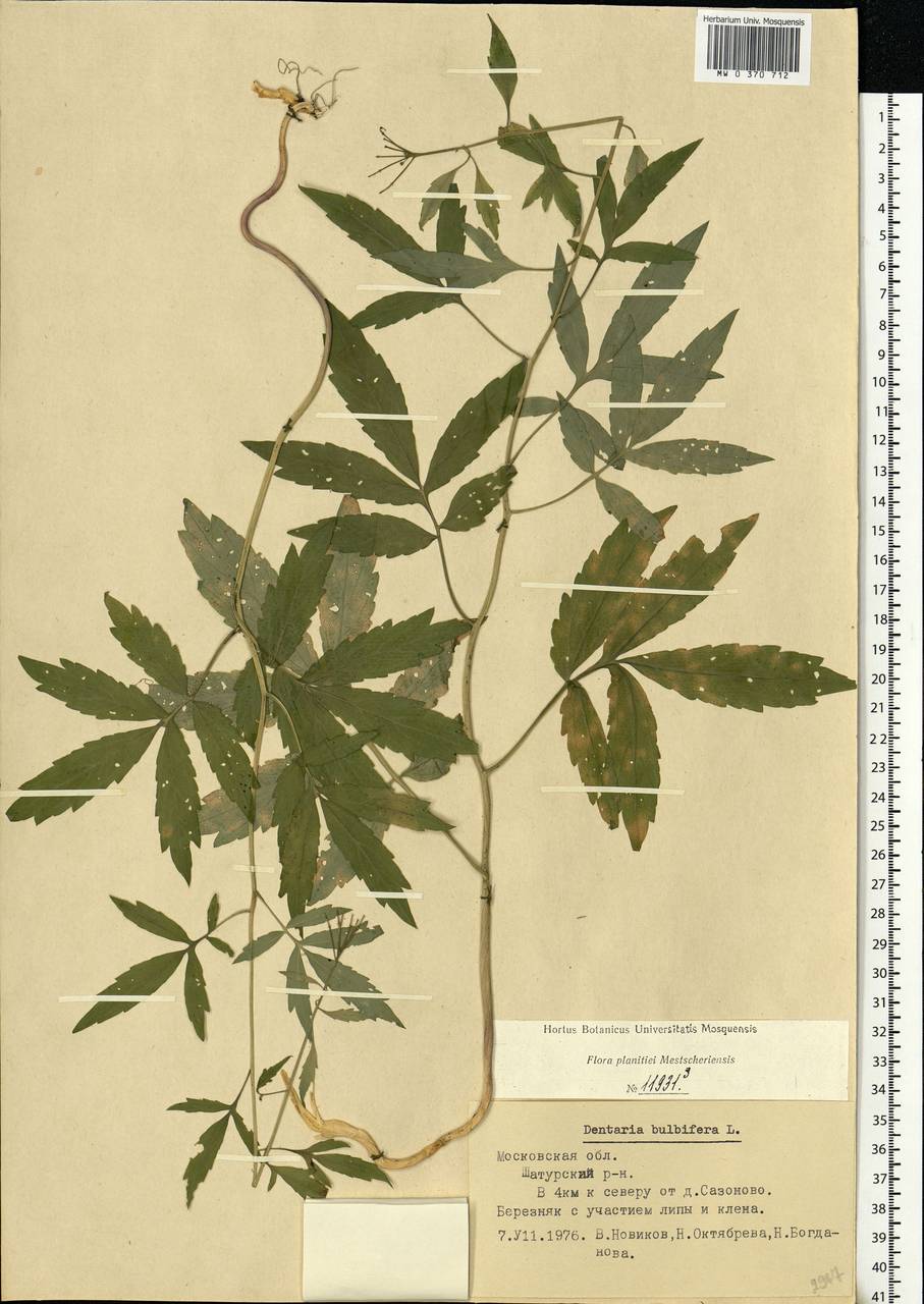 Cardamine bulbifera (L.) Crantz, Eastern Europe, Moscow region (E4a) (Russia)