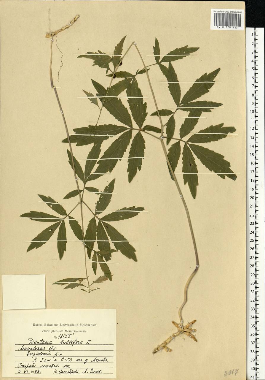 Cardamine bulbifera (L.) Crantz, Eastern Europe, Moscow region (E4a) (Russia)