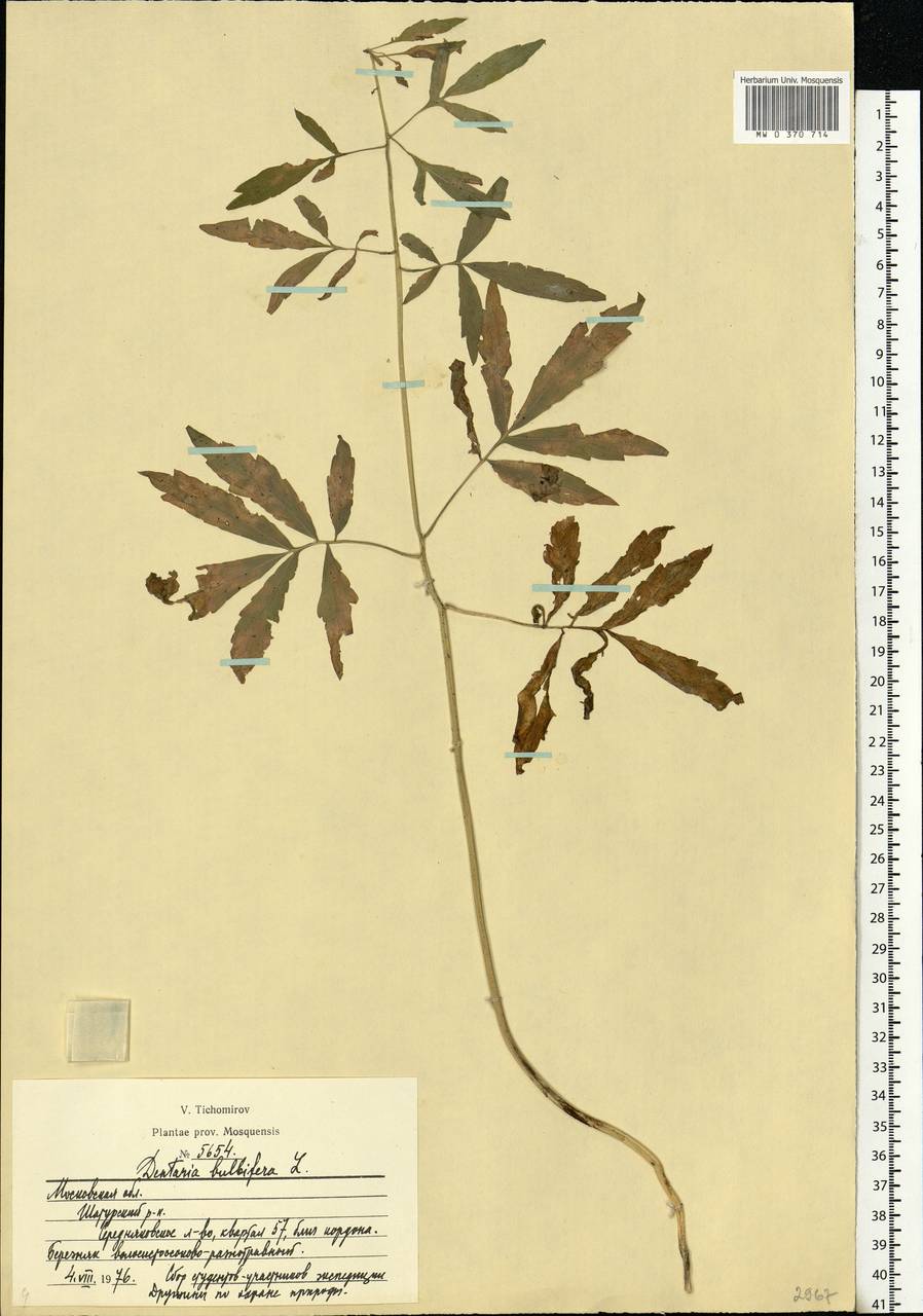 Cardamine bulbifera (L.) Crantz, Eastern Europe, Moscow region (E4a) (Russia)