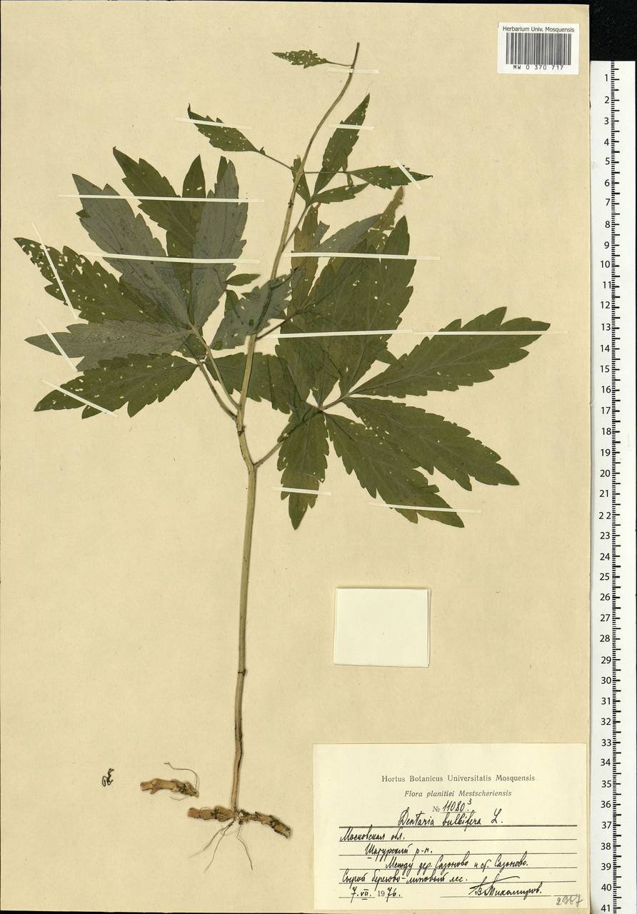 Cardamine bulbifera (L.) Crantz, Eastern Europe, Moscow region (E4a) (Russia)