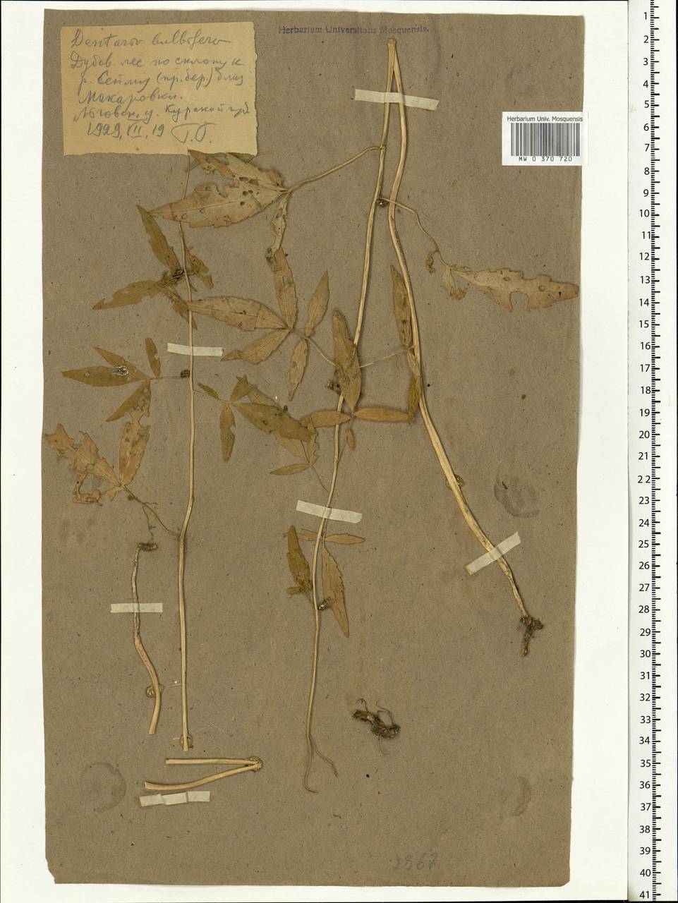 Cardamine bulbifera (L.) Crantz, Eastern Europe, Central forest-and-steppe region (E6) (Russia)
