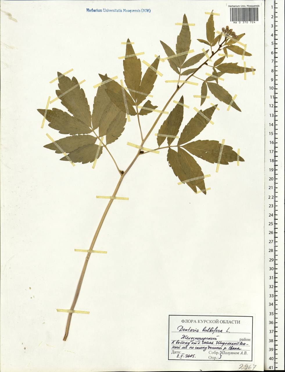 Cardamine bulbifera (L.) Crantz, Eastern Europe, Central forest-and-steppe region (E6) (Russia)