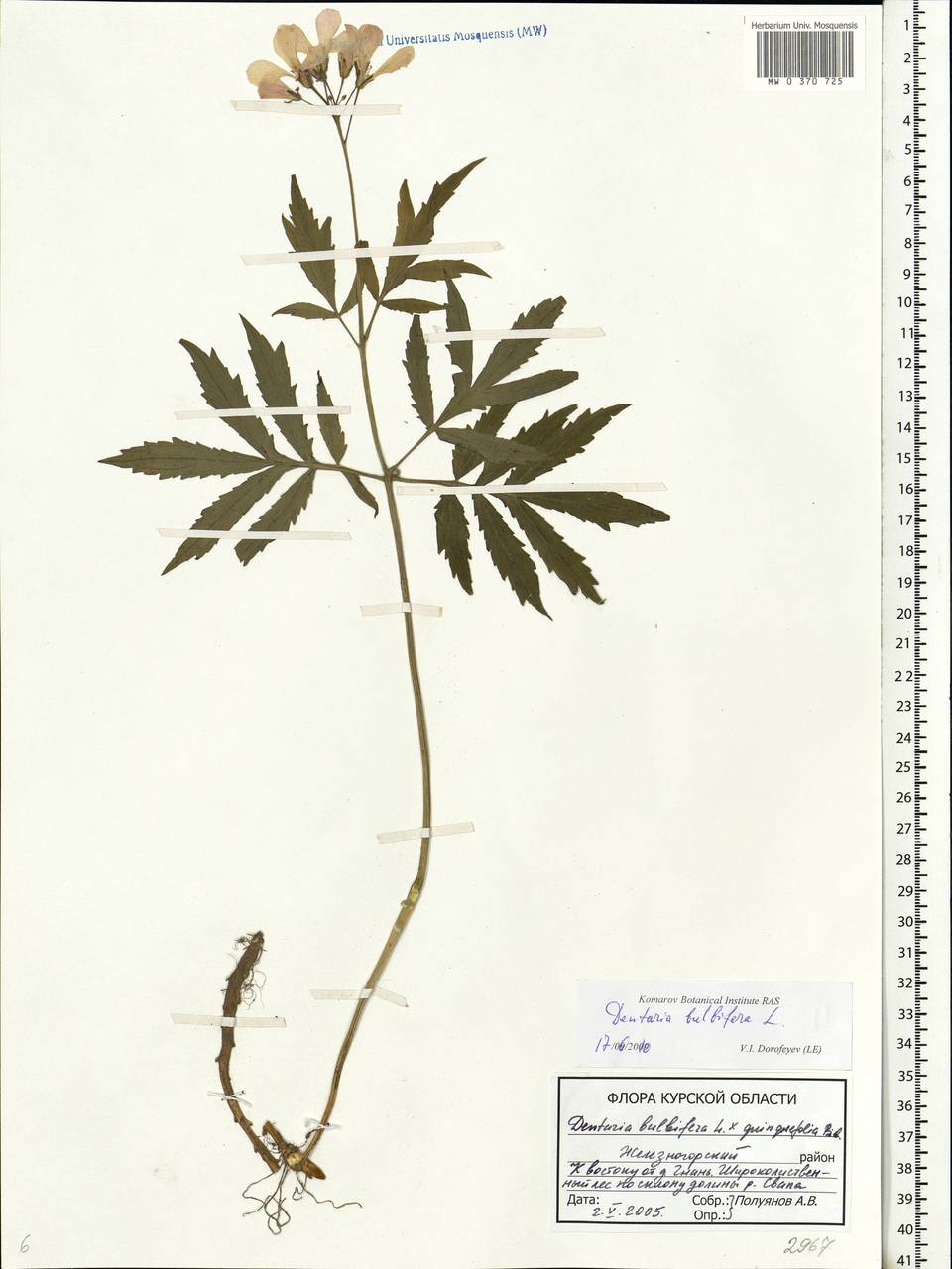 Cardamine bulbifera (L.) Crantz, Eastern Europe, Central forest-and-steppe region (E6) (Russia)