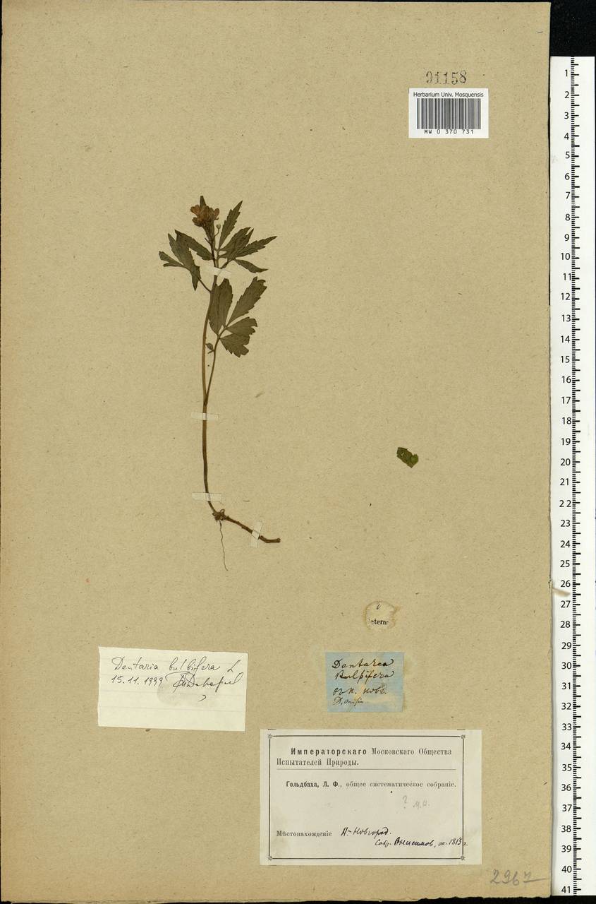 Cardamine bulbifera (L.) Crantz, Eastern Europe, Volga-Kama region (E7) (Russia)