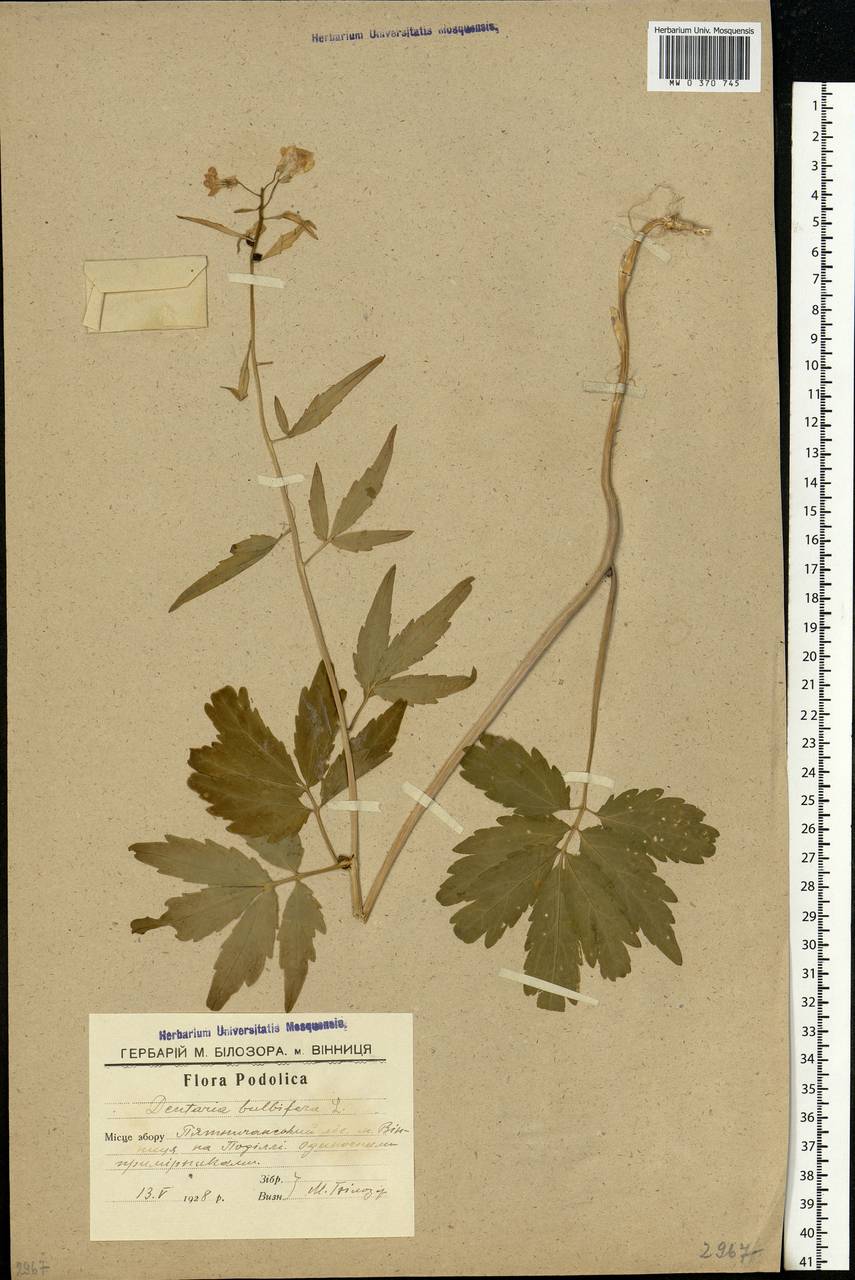 Cardamine bulbifera (L.) Crantz, Eastern Europe, South Ukrainian region (E12) (Ukraine)