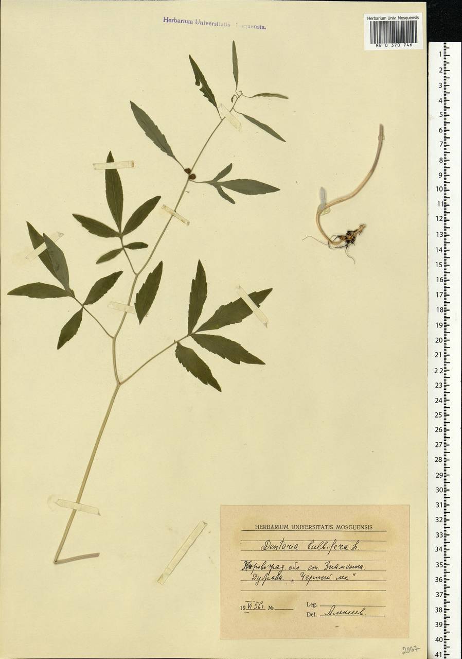 Cardamine bulbifera (L.) Crantz, Eastern Europe, South Ukrainian region (E12) (Ukraine)