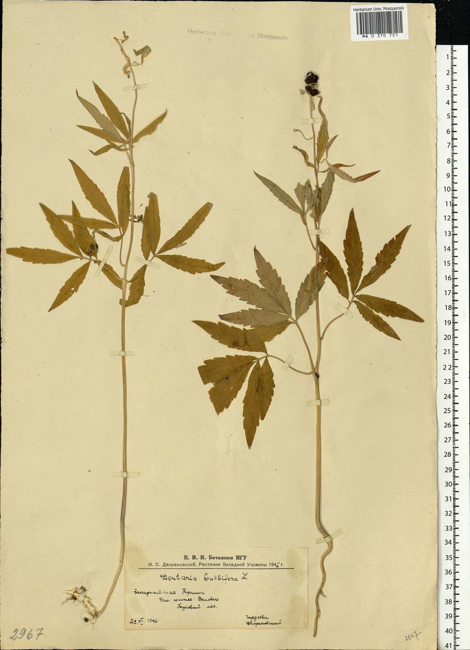 Cardamine bulbifera (L.) Crantz, Eastern Europe, West Ukrainian region (E13) (Ukraine)