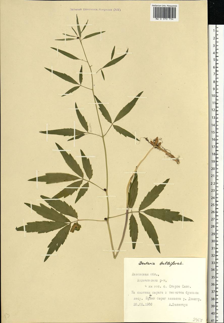 Cardamine bulbifera (L.) Crantz, Eastern Europe, West Ukrainian region (E13) (Ukraine)