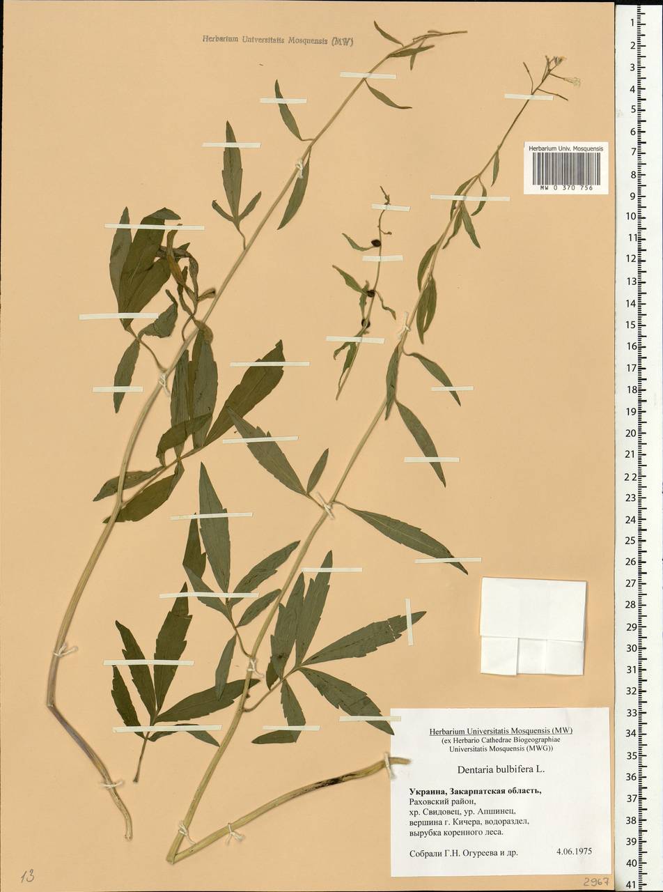 Cardamine bulbifera (L.) Crantz, Eastern Europe, West Ukrainian region (E13) (Ukraine)