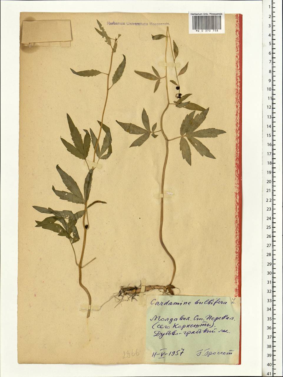 Cardamine bulbifera (L.) Crantz, Eastern Europe, Moldova (E13a) (Moldova)