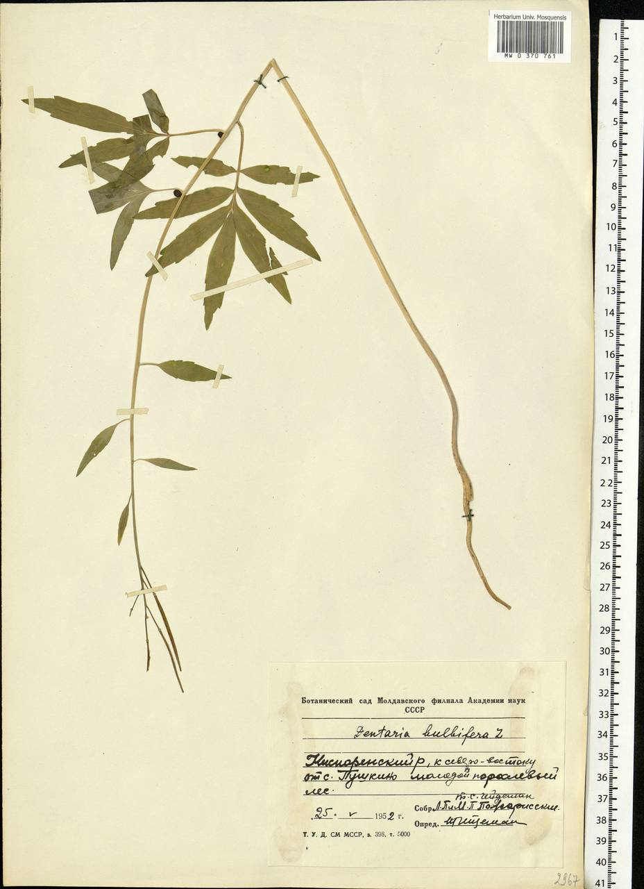 Cardamine bulbifera (L.) Crantz, Eastern Europe, Moldova (E13a) (Moldova)