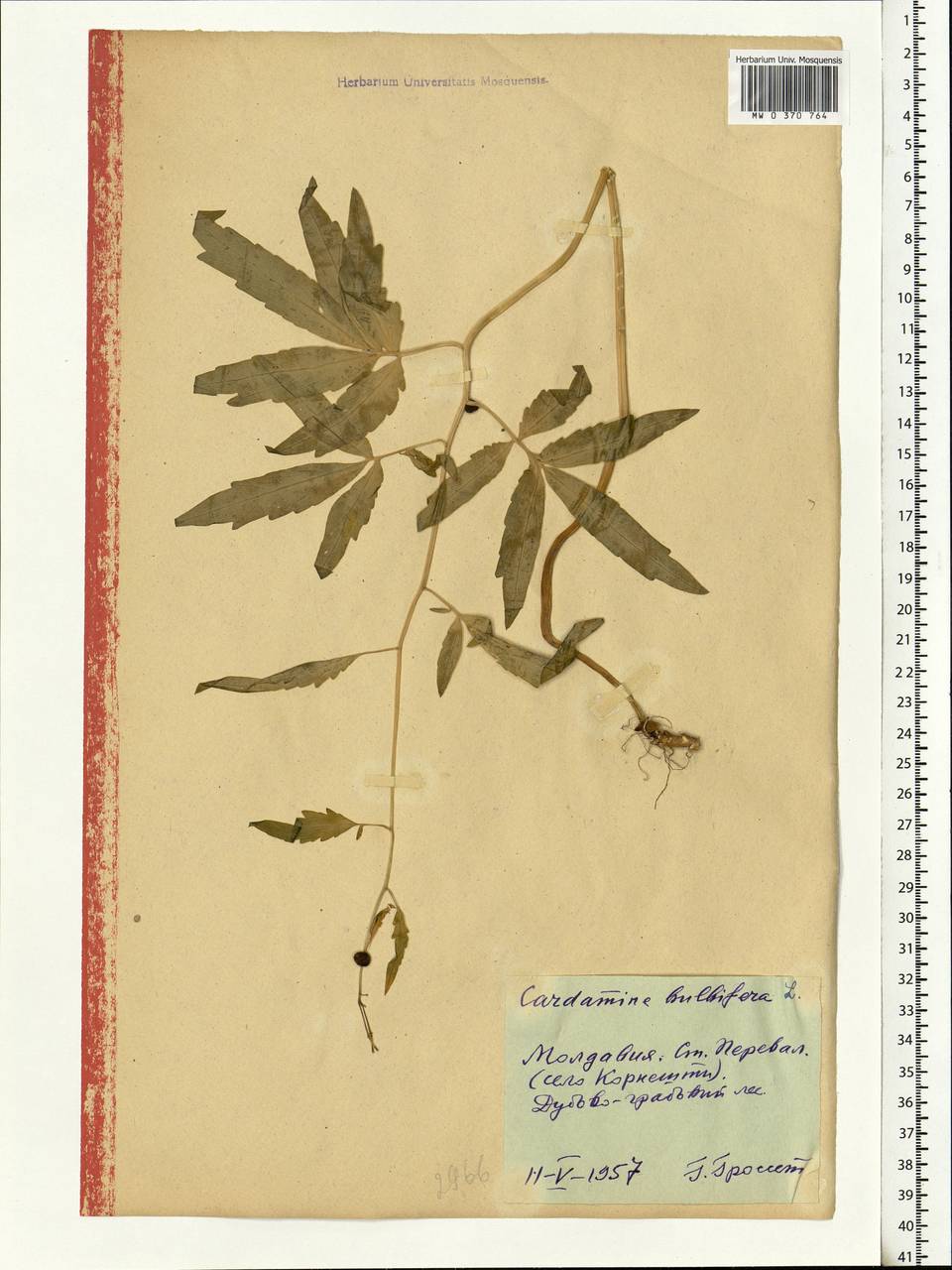 Cardamine bulbifera (L.) Crantz, Eastern Europe, Moldova (E13a) (Moldova)