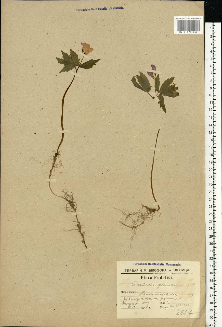 Cardamine glanduligera O. Schwarz, Eastern Europe, South Ukrainian region (E12) (Ukraine)