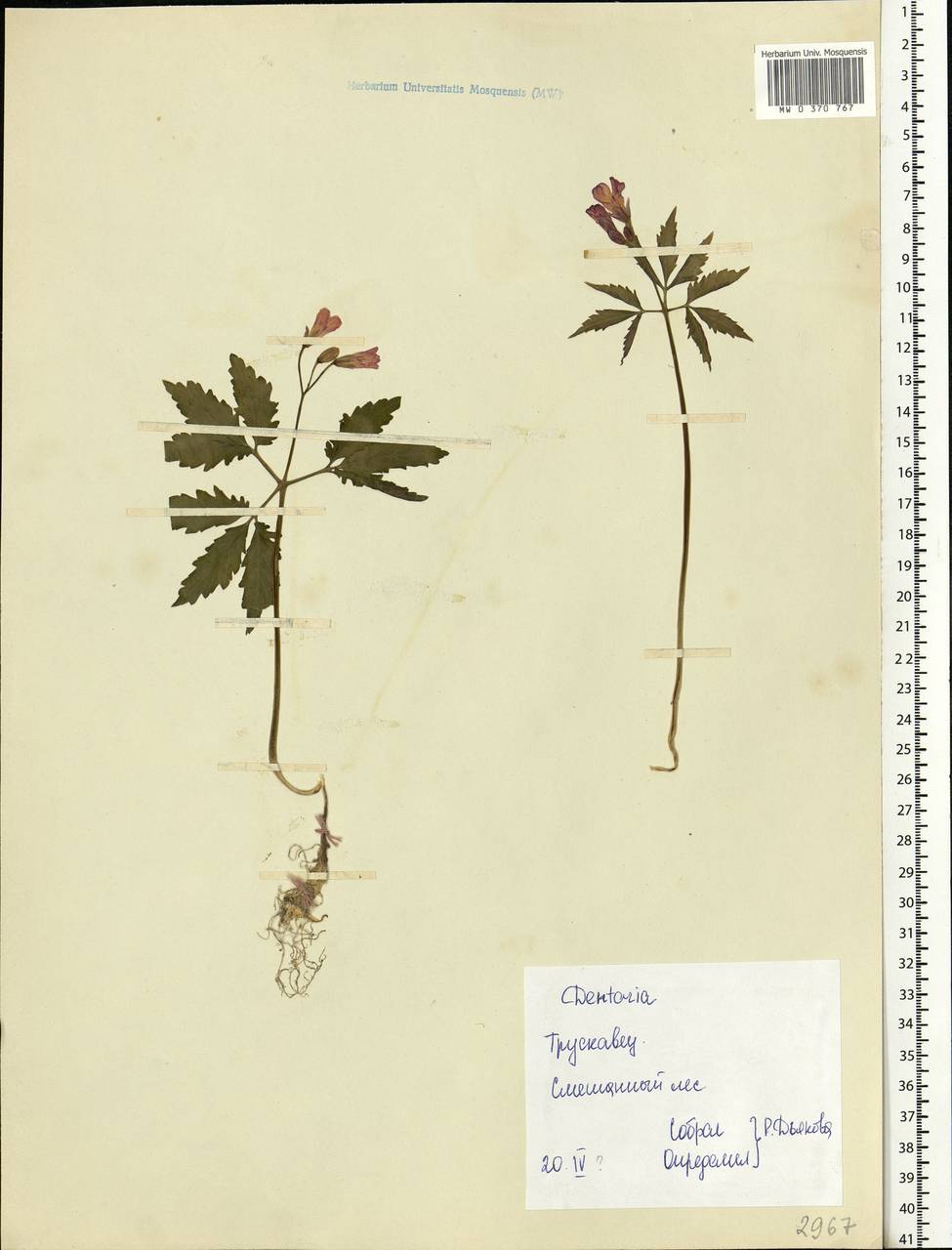 Cardamine glanduligera O. Schwarz, Eastern Europe, West Ukrainian region (E13) (Ukraine)