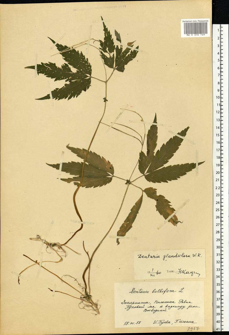 Cardamine glanduligera O.Schwarz, Eastern Europe, West Ukrainian region (E13) (Ukraine)
