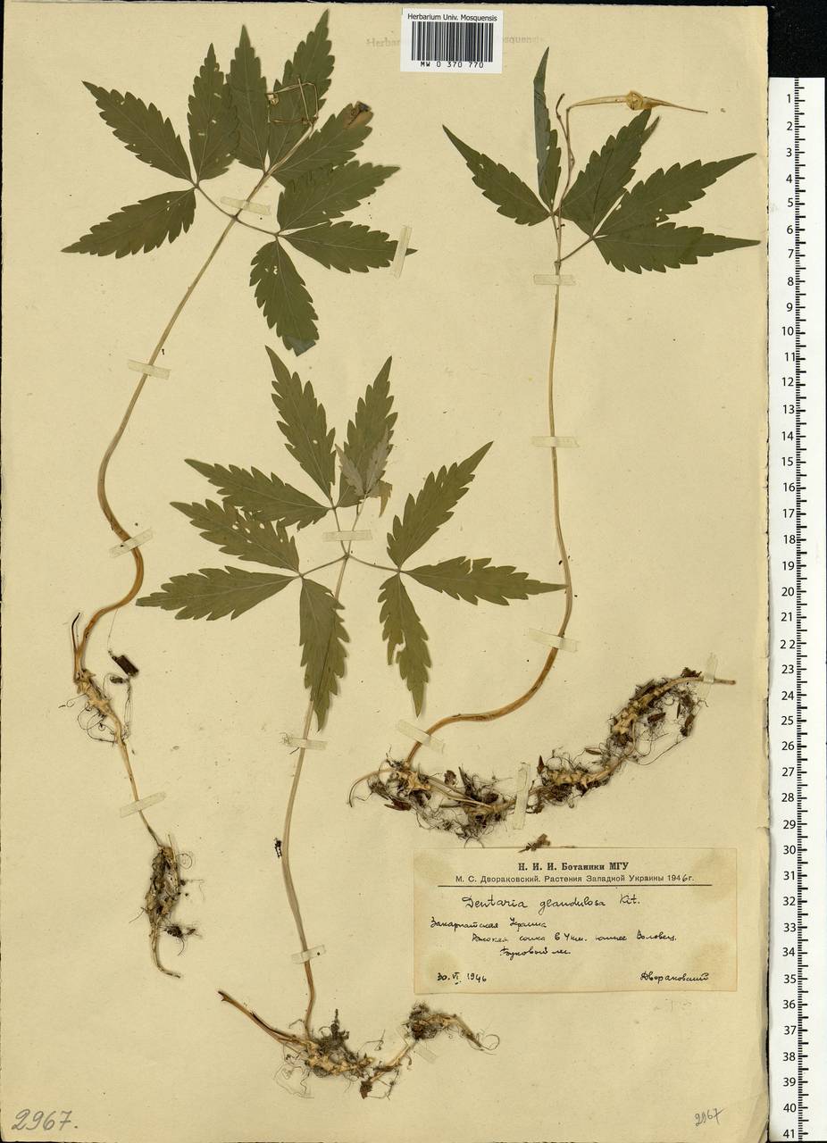 Cardamine glanduligera O. Schwarz, Eastern Europe, West Ukrainian region (E13) (Ukraine)