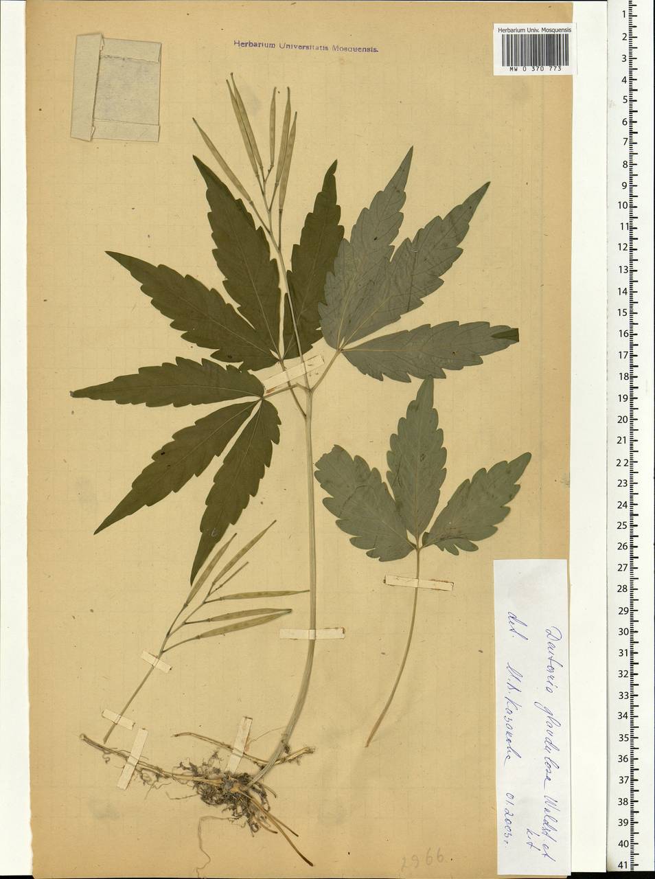 Cardamine glanduligera O.Schwarz, Eastern Europe, West Ukrainian region (E13) (Ukraine)