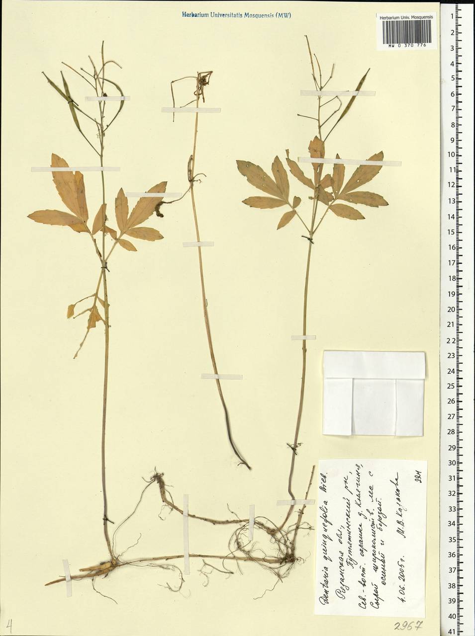 Cardamine quinquefolia (M.Bieb.) Schmalh., Eastern Europe, Central region (E4) (Russia)
