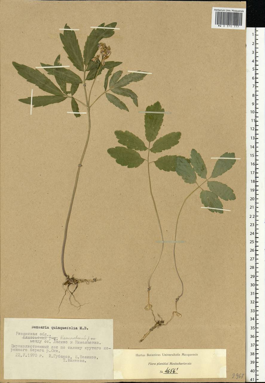 Cardamine quinquefolia (M.Bieb.) Schmalh., Eastern Europe, Central region (E4) (Russia)