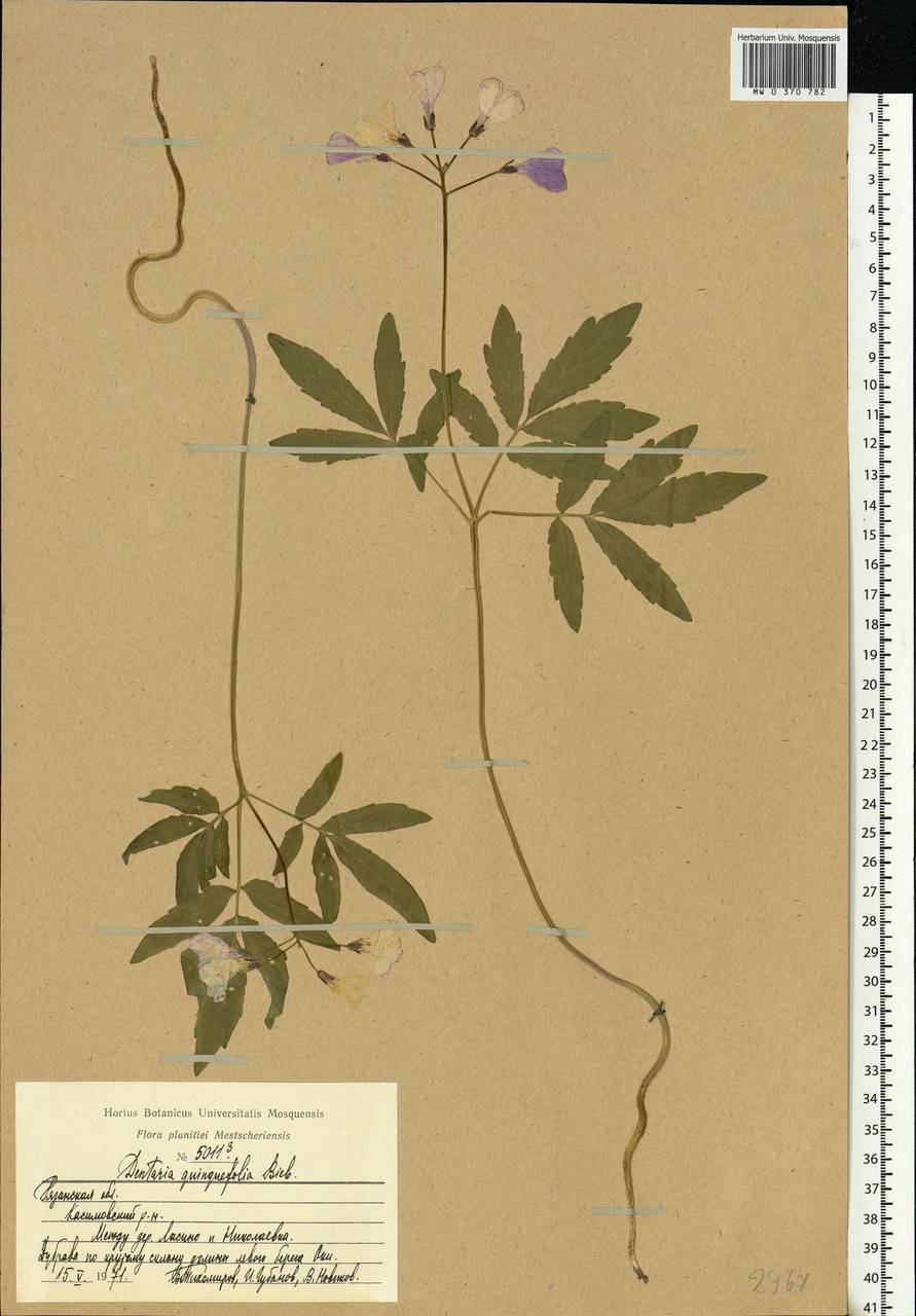 Cardamine quinquefolia (M.Bieb.) Schmalh., Eastern Europe, Central region (E4) (Russia)