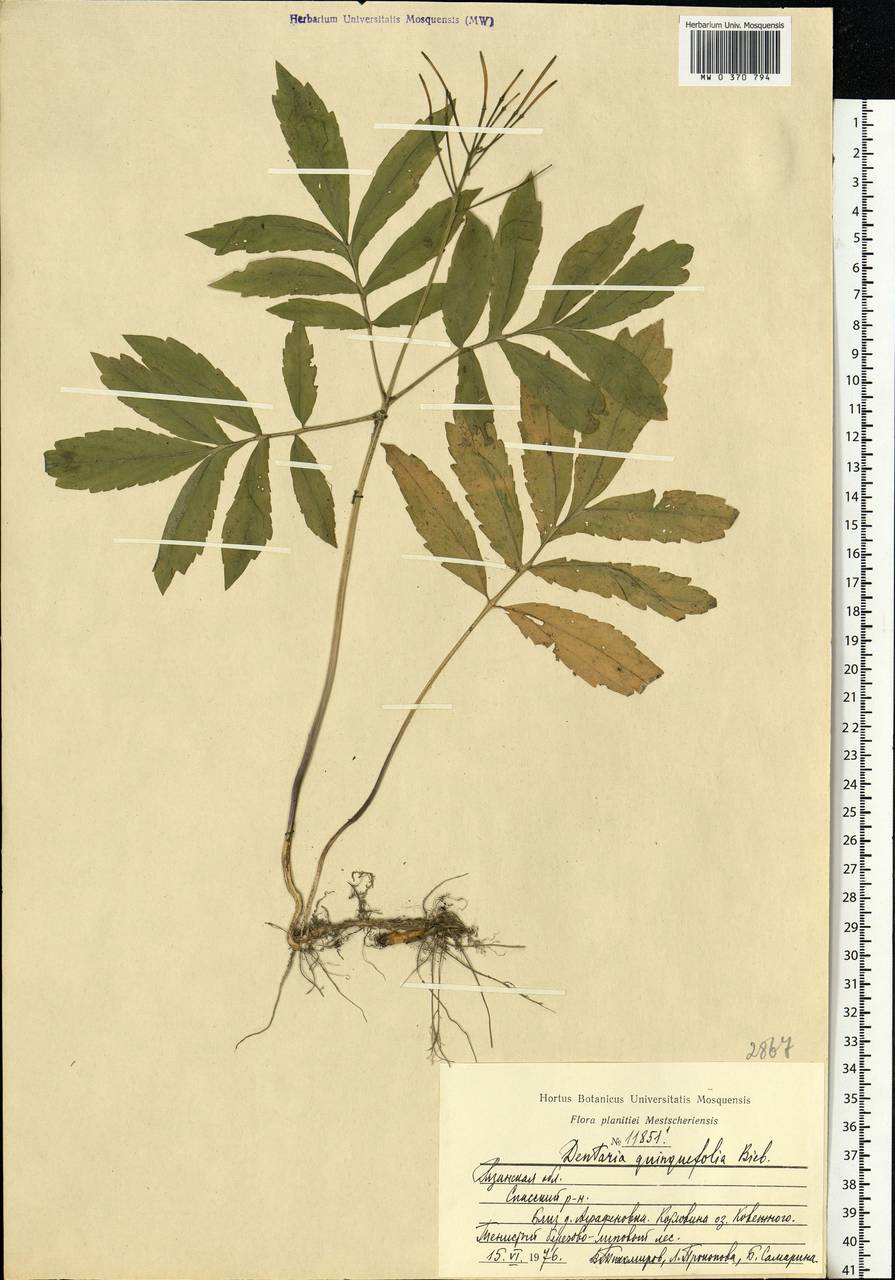 Cardamine quinquefolia (M. Bieb.) Schmalh., Eastern Europe, Central region (E4) (Russia)