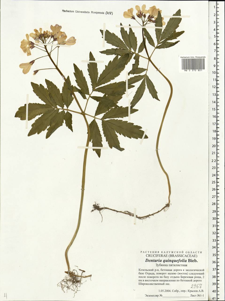 Cardamine quinquefolia (M.Bieb.) Schmalh., Eastern Europe, Central region (E4) (Russia)