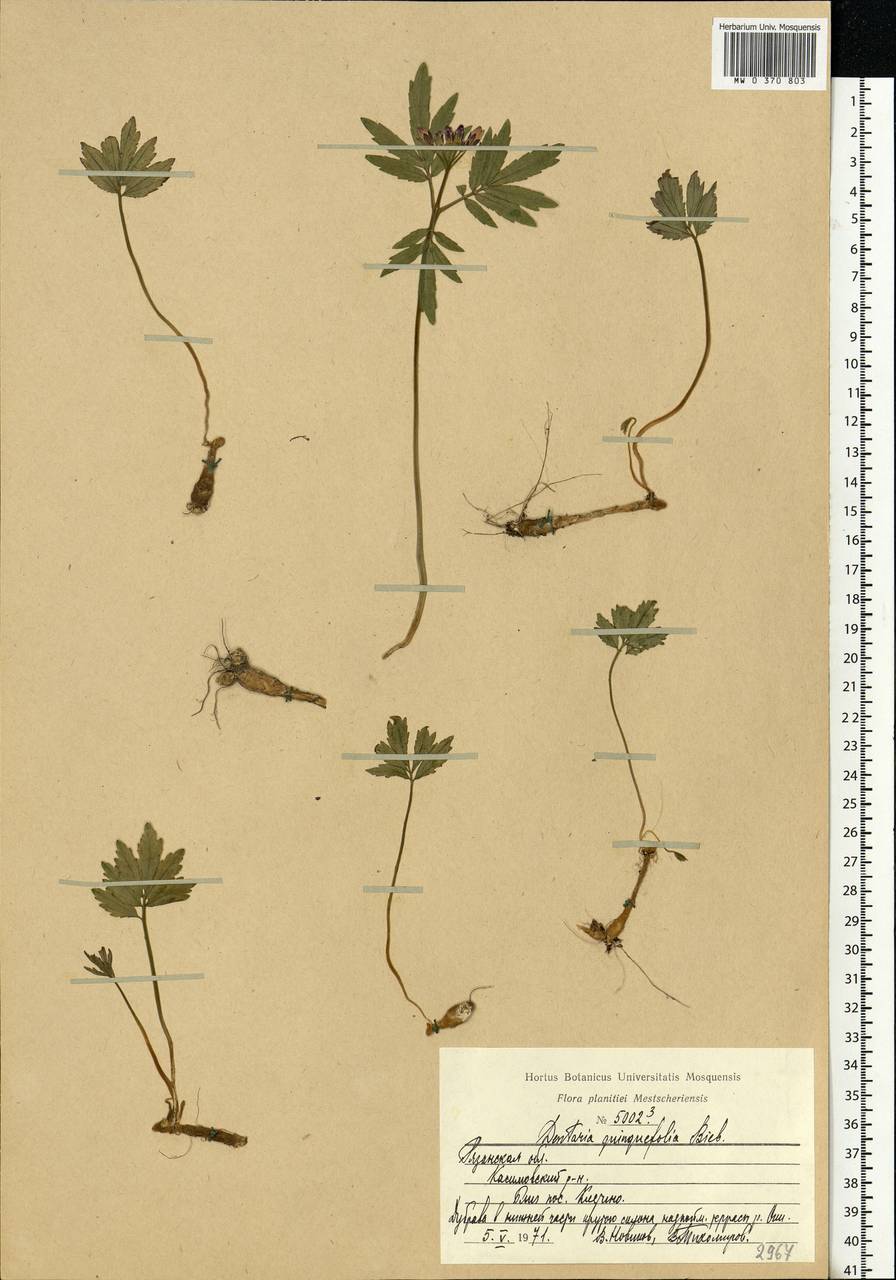 Cardamine quinquefolia (M. Bieb.) Schmalh., Eastern Europe, Central region (E4) (Russia)