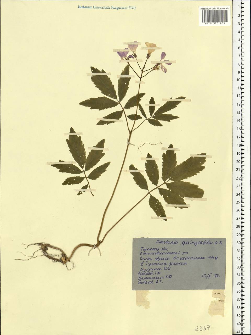 Cardamine quinquefolia (M.Bieb.) Schmalh., Eastern Europe, Central region (E4) (Russia)
