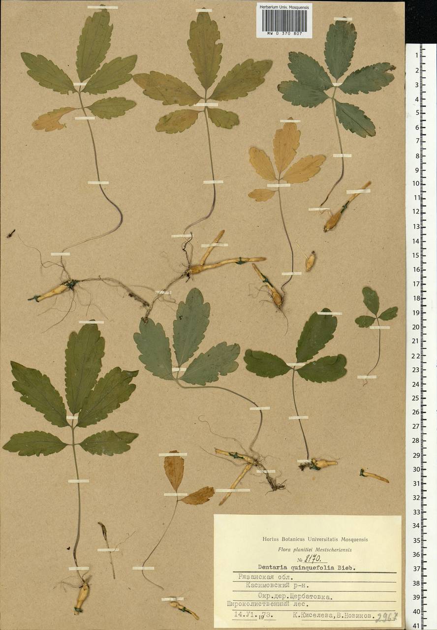 Cardamine quinquefolia (M.Bieb.) Schmalh., Eastern Europe, Central region (E4) (Russia)