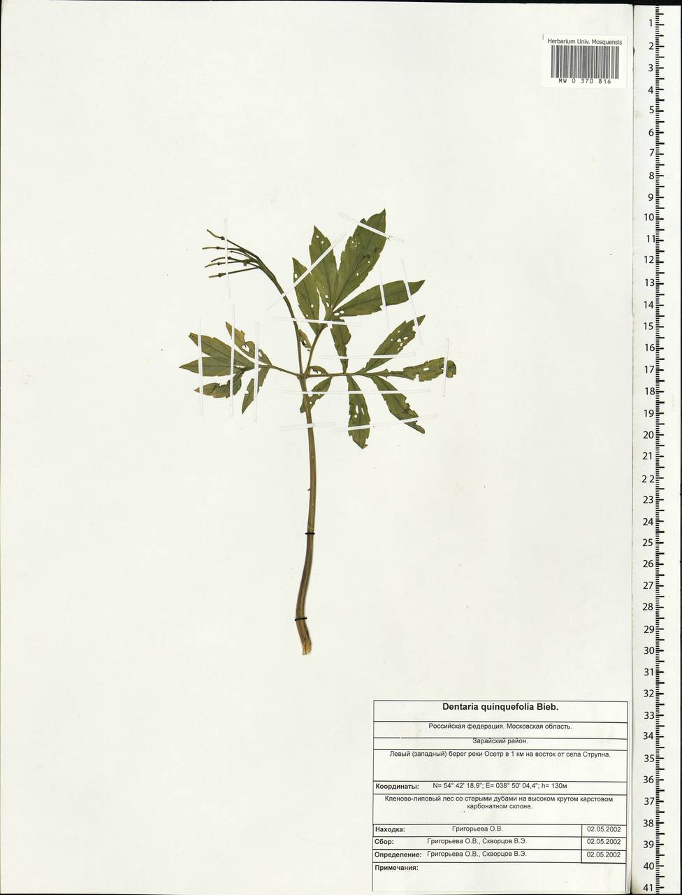 Cardamine quinquefolia (M.Bieb.) Schmalh., Eastern Europe, Moscow region (E4a) (Russia)