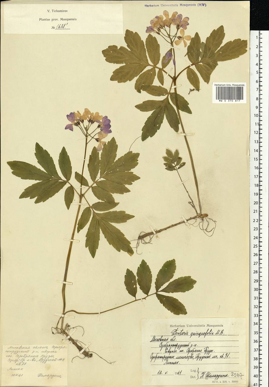 Cardamine quinquefolia (M.Bieb.) Schmalh., Eastern Europe, Moscow region (E4a) (Russia)
