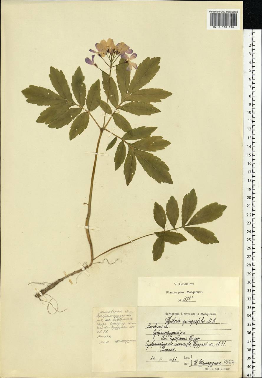 Cardamine quinquefolia (M.Bieb.) Schmalh., Eastern Europe, Moscow region (E4a) (Russia)