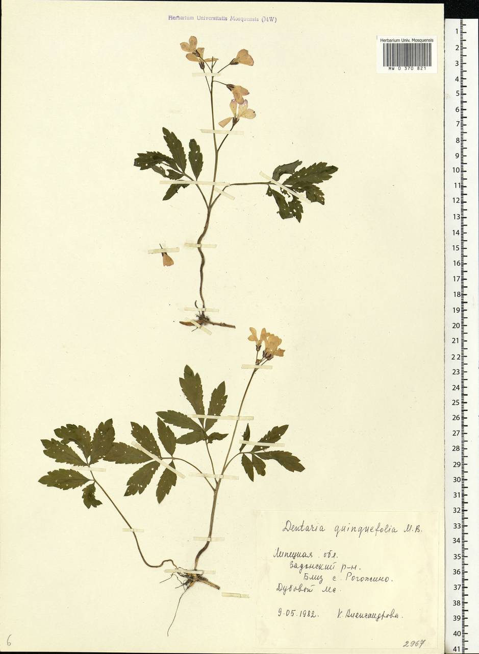 Cardamine quinquefolia (M.Bieb.) Schmalh., Eastern Europe, Central forest-and-steppe region (E6) (Russia)