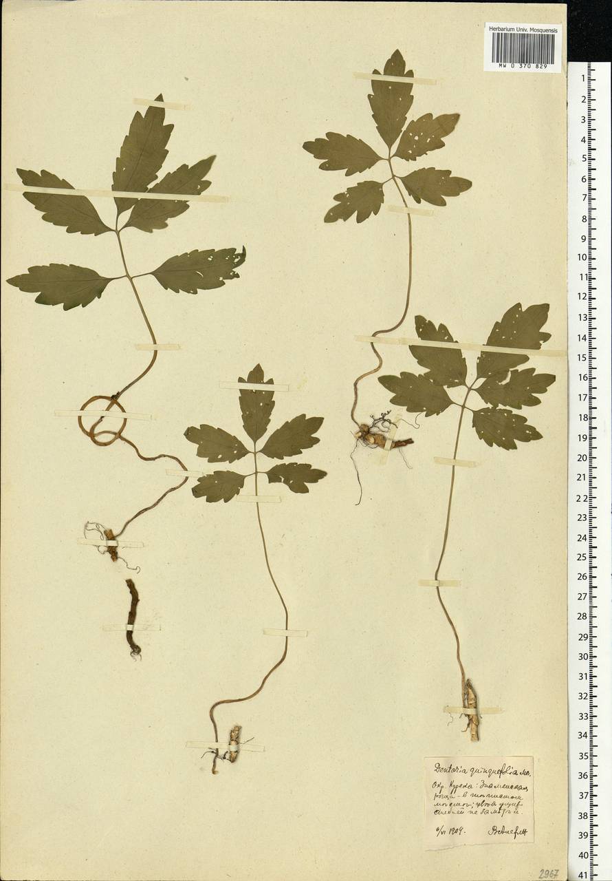Cardamine quinquefolia (M.Bieb.) Schmalh., Eastern Europe, Central forest-and-steppe region (E6) (Russia)