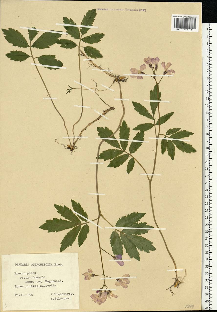 Cardamine quinquefolia (M. Bieb.) Schmalh., Eastern Europe, Central forest-and-steppe region (E6) (Russia)