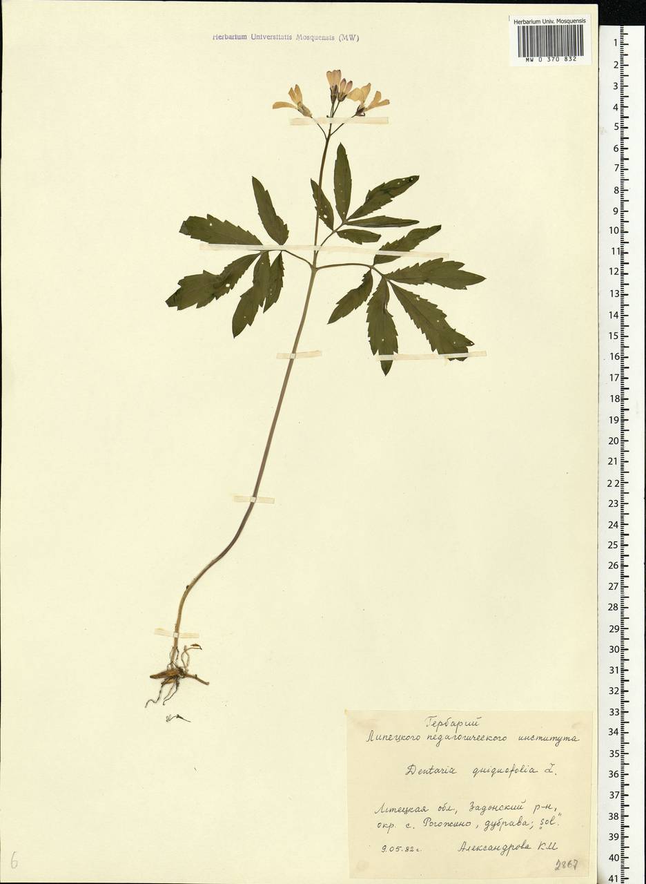 Cardamine quinquefolia (M. Bieb.) Schmalh., Eastern Europe, Central forest-and-steppe region (E6) (Russia)