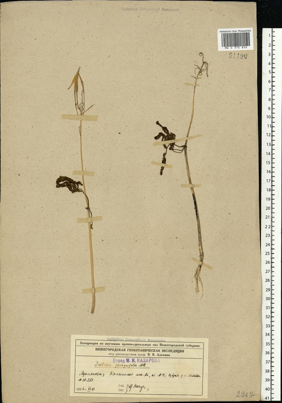 Cardamine quinquefolia (M.Bieb.) Schmalh., Eastern Europe, Volga-Kama region (E7) (Russia)