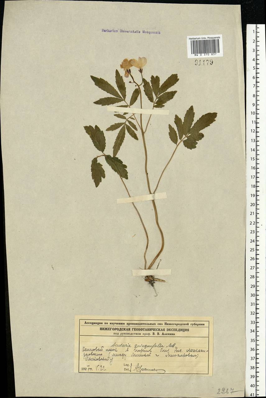 Cardamine quinquefolia (M.Bieb.) Schmalh., Eastern Europe, Volga-Kama region (E7) (Russia)