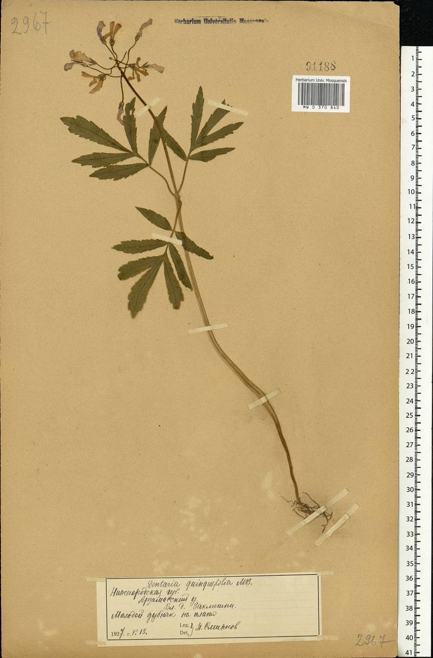 Cardamine quinquefolia (M. Bieb.) Schmalh., Eastern Europe, Volga-Kama region (E7) (Russia)