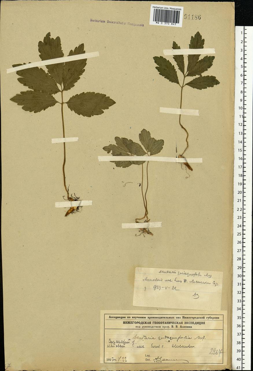 Cardamine quinquefolia (M. Bieb.) Schmalh., Eastern Europe, Volga-Kama region (E7) (Russia)