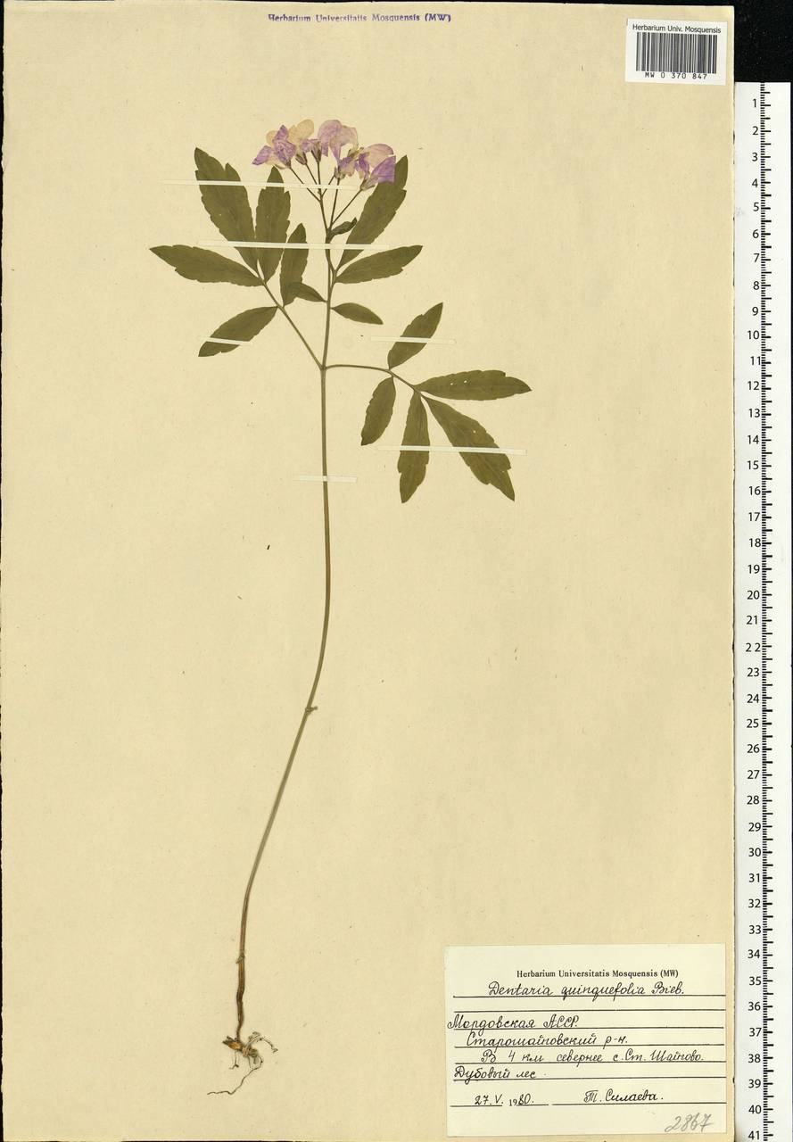 Cardamine quinquefolia (M.Bieb.) Schmalh., Eastern Europe, Middle Volga region (E8) (Russia)