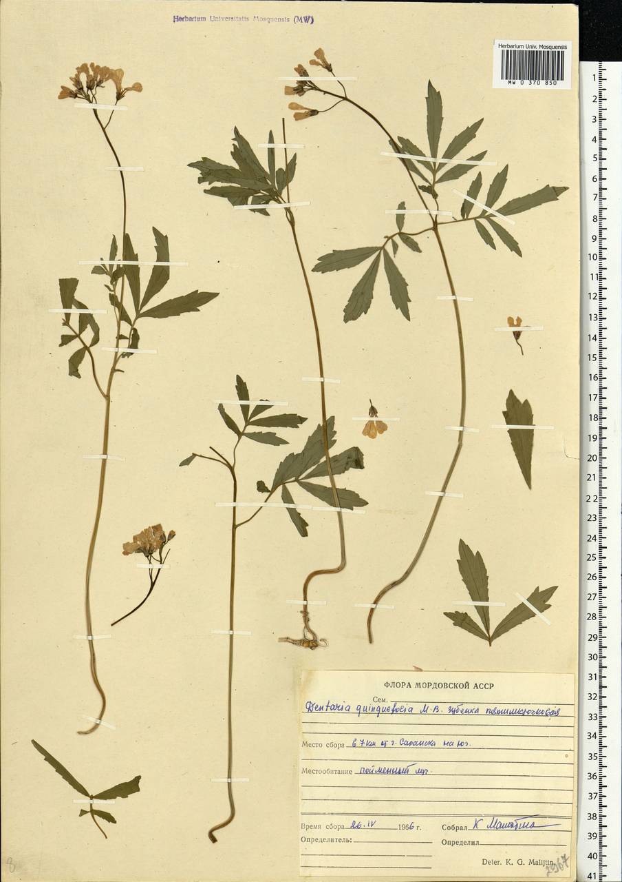 Cardamine quinquefolia (M.Bieb.) Schmalh., Eastern Europe, Middle Volga region (E8) (Russia)