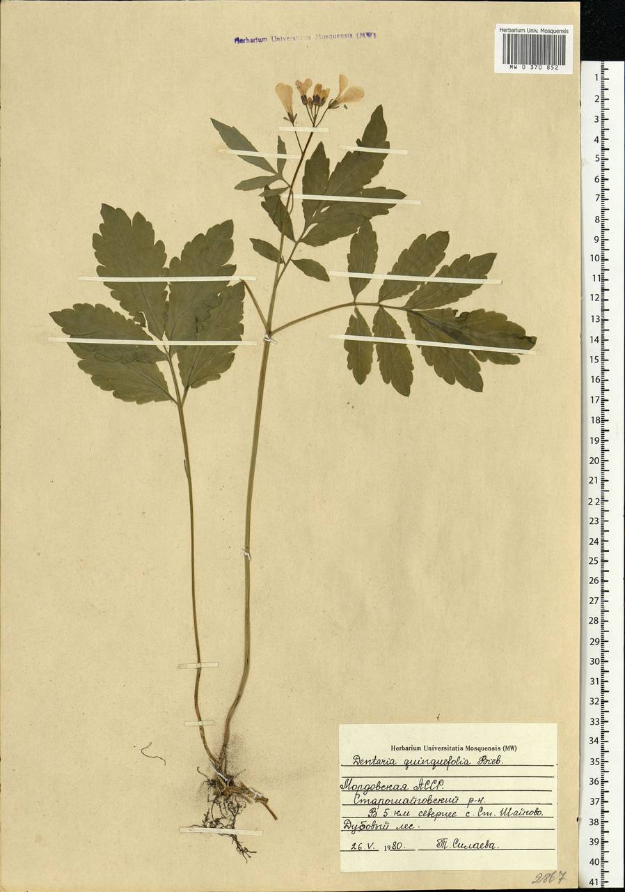 Cardamine quinquefolia (M.Bieb.) Schmalh., Eastern Europe, Middle Volga region (E8) (Russia)