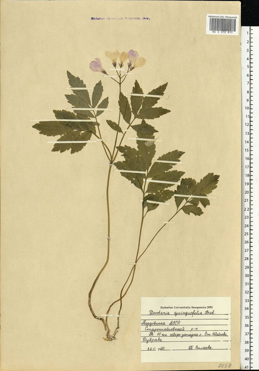 Cardamine quinquefolia (M. Bieb.) Schmalh., Eastern Europe, Middle Volga region (E8) (Russia)