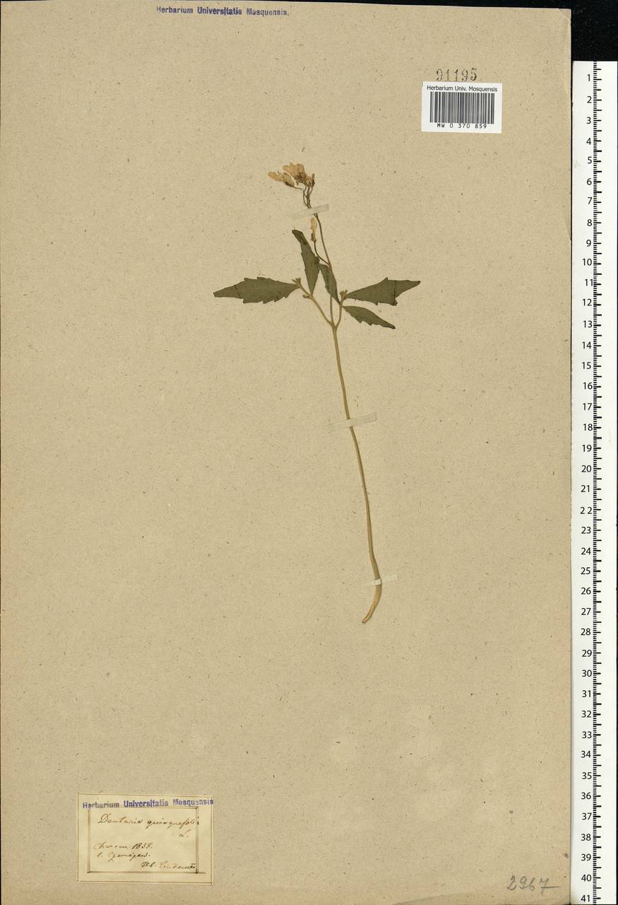 Cardamine quinquefolia (M.Bieb.) Schmalh., Eastern Europe, North Ukrainian region (E11) (Ukraine)