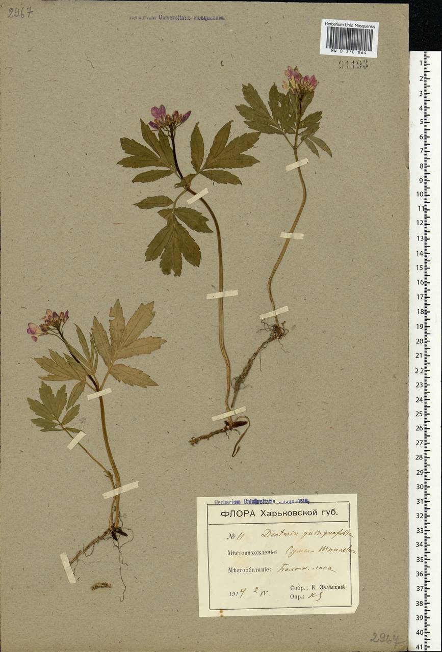 Cardamine quinquefolia (M.Bieb.) Schmalh., Eastern Europe, North Ukrainian region (E11) (Ukraine)